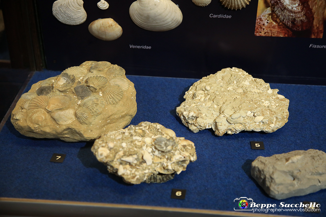 VBS_9037 - Museo Paleontologico - Asti.jpg